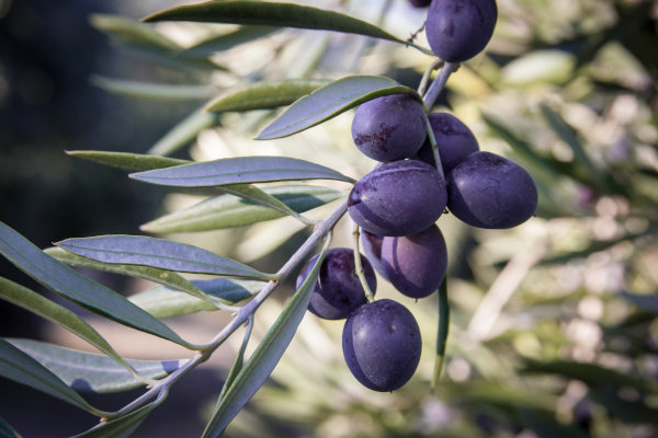 Aceitunas de variedad picual