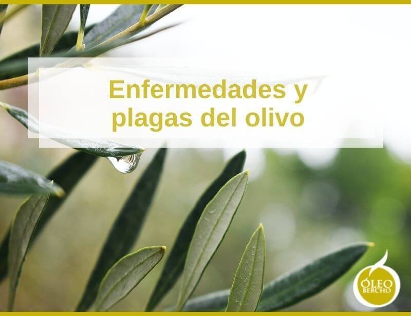 Enfermedades y Plagas del Olivo