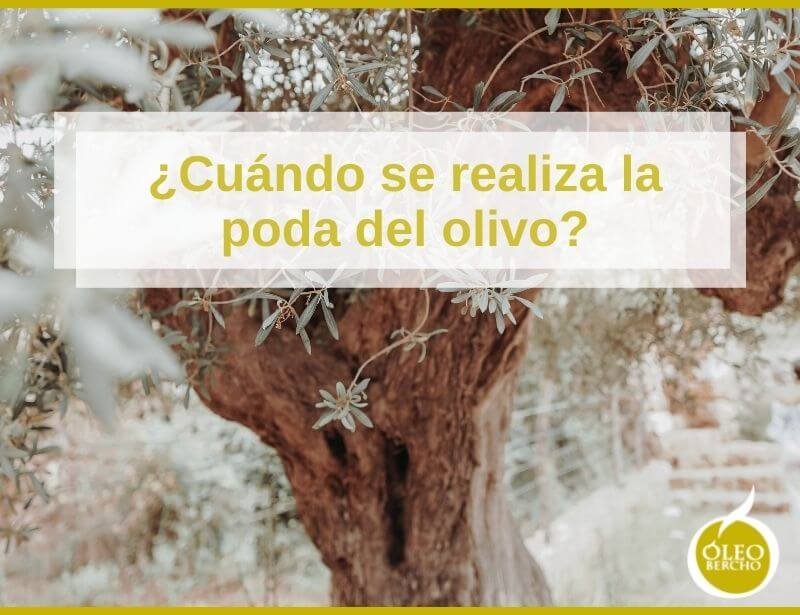 ¿En qué fecha se realiza la poda del olivo?