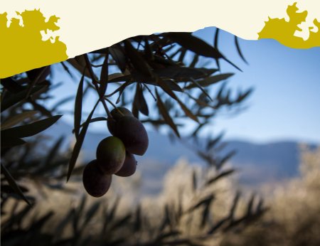 ¿Qué es el Oleocanthal?