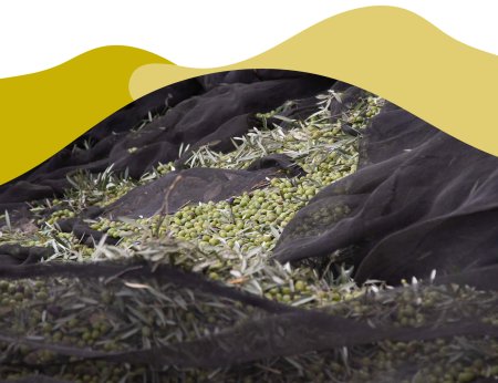 Características del aceite picual