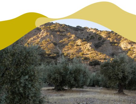 Olea Europaea, el origen del olivo.