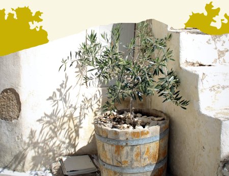 ¿Un olivo en maceta? Te explicamos cómo se hace