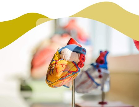 El Aceite de Oliva reduce el riesgo de Cardiopatías