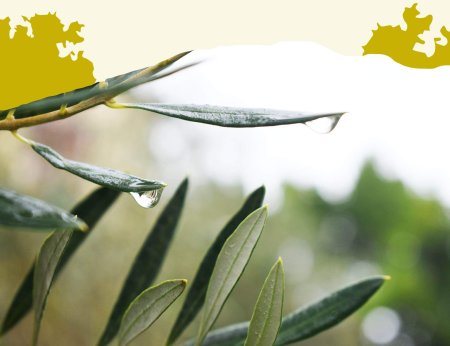 Enfermedades y Plagas del Olivo