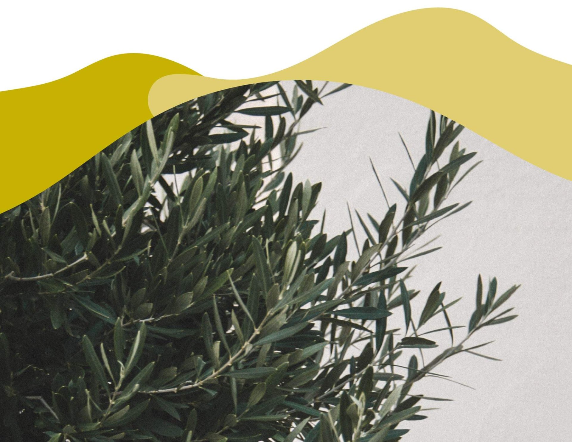 Propiedades de las Hojas del Olivo para tu salud