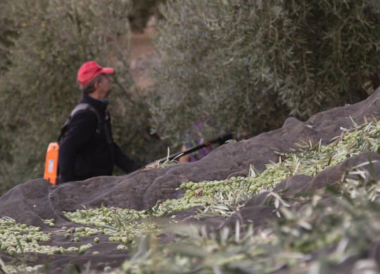 Recolección de aceitunas para la producción del aceite de oliva en nuestra almazara