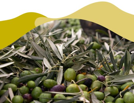 Hojas de olivo, ¿para qué sirven?