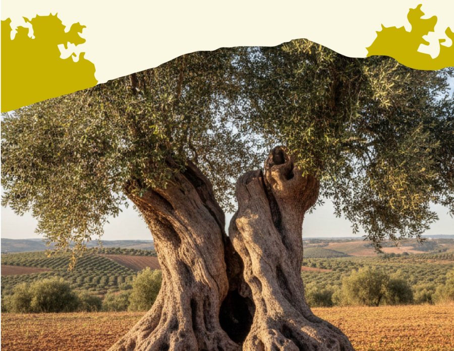 Curiosidades del olivo