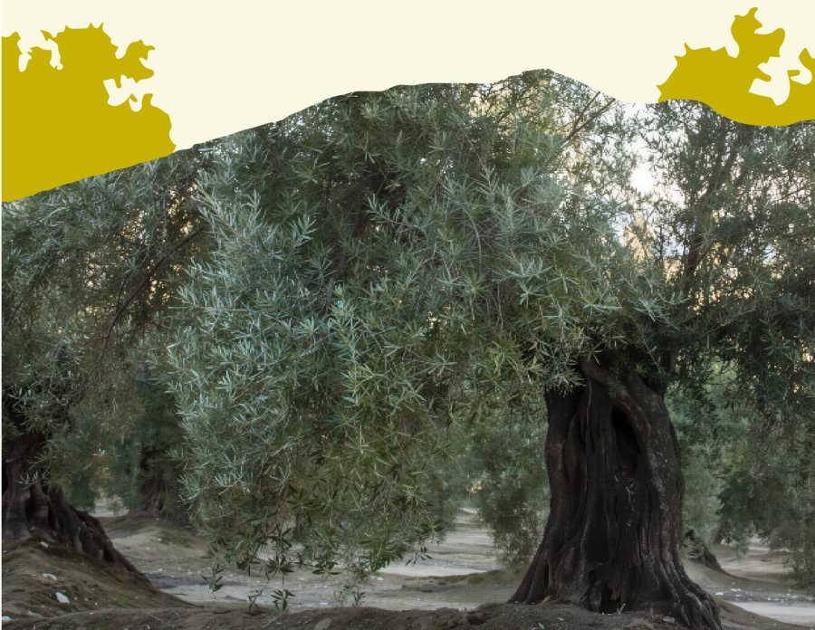¿Cuándo se poda un olivo?