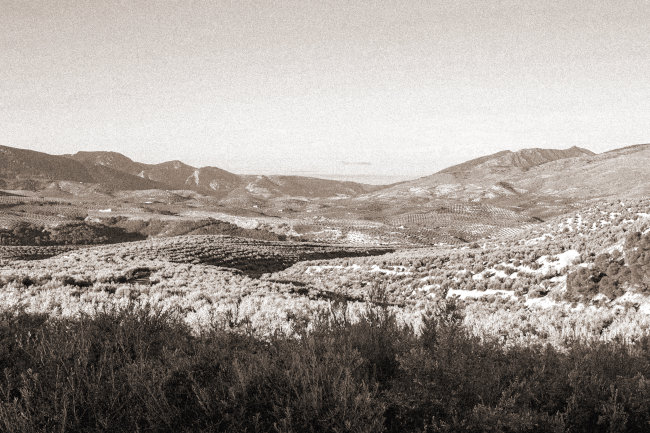 Nuestra tierra de olivos