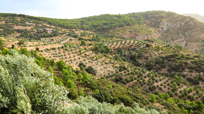 Pendientes del Olivar